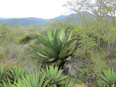 Agave marmorata, photographed by Leonel Roget