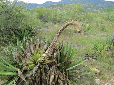 Agave kerchovei, photographed by Leonel Roget