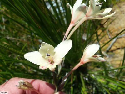 Gladiolus angustus, photographed by Chris Vynbos