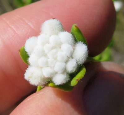 Phylica nervosa, photographed by linkie