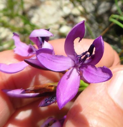 Thereianthus longicollis, photographed by linkie