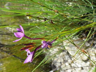 Thereianthus longicollis, photographed by linkie