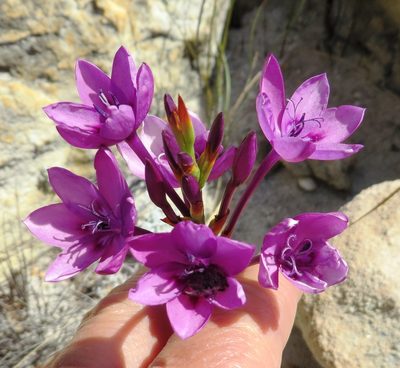Thereianthus longicollis, photographed by linkie