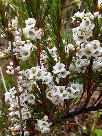 Dracophyllum scoparium, photographed by Peter de Lange
