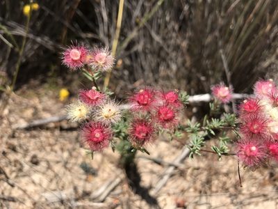 Verticordia huegelii, photographed by Cal Wood