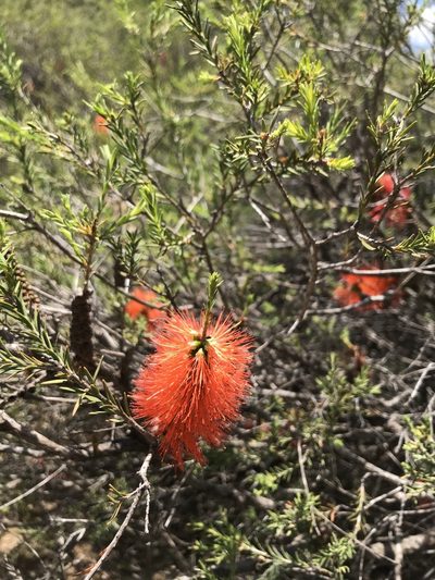 Melaleuca lateritia, photographed by Cal Wood