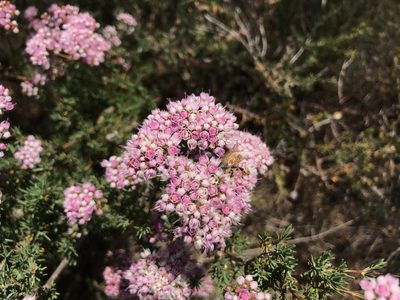 Verticordia densiflora, photographed by Cal Wood