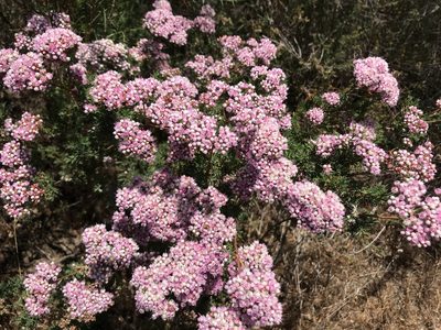 Verticordia densiflora, photographed by Cal Wood