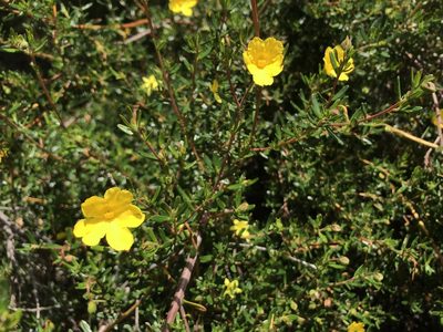Hibbertia hypericoides, photographed by Cal Wood