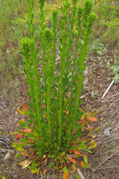Lawrencia spicata, photographed by coenobita
