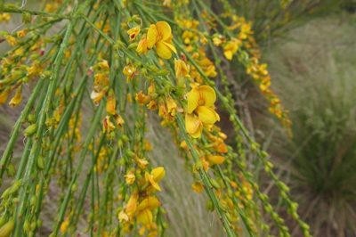 Viminaria juncea, photographed by coenobita