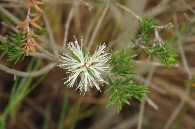 Melaleuca ericifolia, photographed by coenobita
