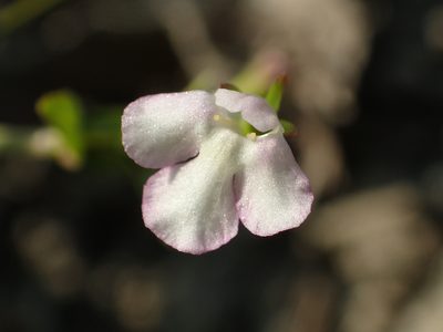 Lindernia procumbens, photographed by 葉子