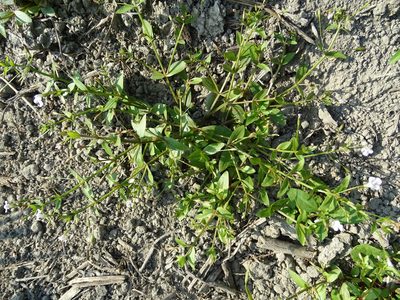 Lindernia procumbens, photographed by 葉子