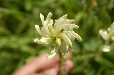 Pedicularis sibirica, photographed by Alexander Dubynin