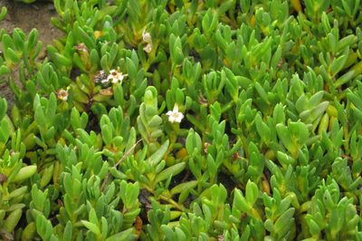 Wilsonia backhousei, photographed by coenobita
