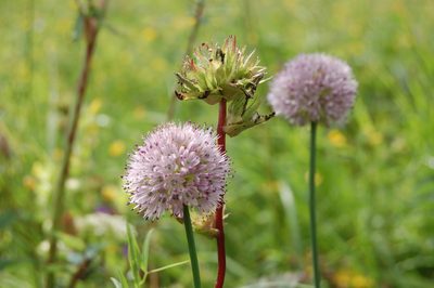 Allium strictum