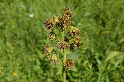 Ligularia sibirica, photographed by Alexander Dubynin