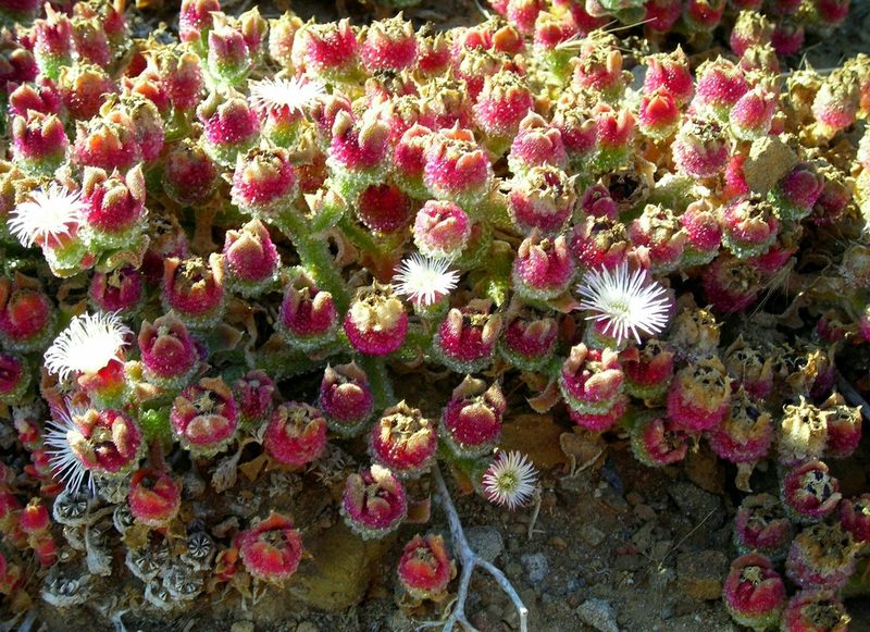 Mesembryanthemum crystallinum, photographed by Charla