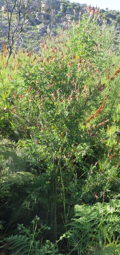 Indigofera fulcrata, photographed by linkie