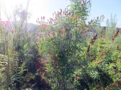 Indigofera fulcrata, photographed by linkie