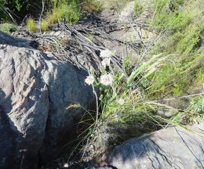 Phylica trachyphylla, photographed by linkie