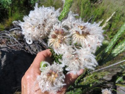 Phylica trachyphylla, photographed by linkie