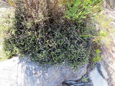 Metalasia serrulata, photographed by linkie