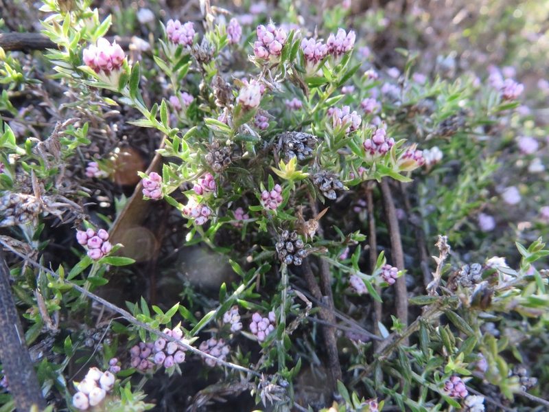 Metalasia serrulata, photographed by linkie