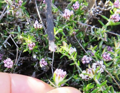 Metalasia serrulata, photographed by linkie