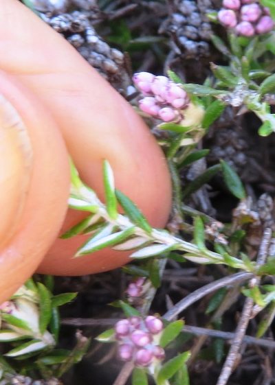 Metalasia serrulata, photographed by linkie