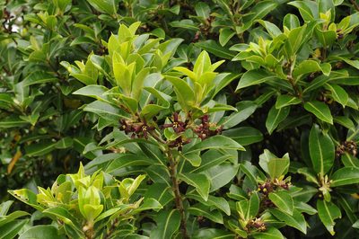 Pittosporum colensoi, photographed by Todd Boland