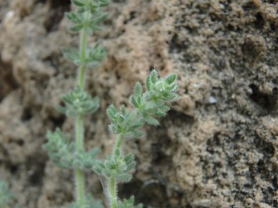 Galium canum, photographed by Daniel Cahen