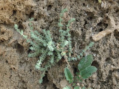 Galium canum, photographed by Daniel Cahen