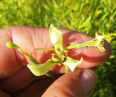 Moraea bellendenii, photographed by linkie