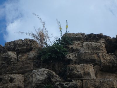 Verbascum levanticum, photographed by Daniel Cahen