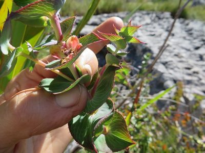 Cliffortia virgata, photographed by linkie