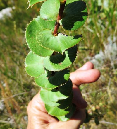 Cliffortia virgata, photographed by linkie