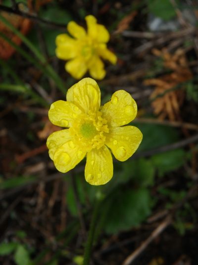 Ranunculus cytheraeus, photographed by Daniel Cahen