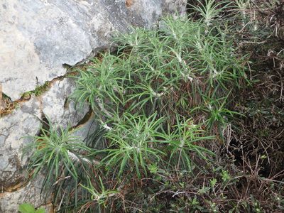 Ptilostemon chamaepeuce, photographed by Daniel Cahen