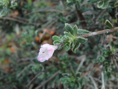 Lithodora hispidula, photographed by Daniel Cahen