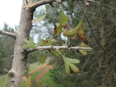 Crataegus azarolus, photographed by Daniel Cahen