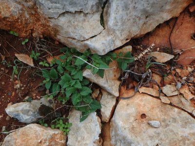 Scutellaria sibthorpii, photographed by Daniel Cahen