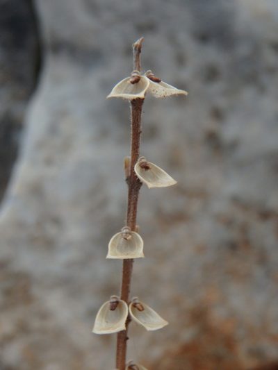 Scutellaria sibthorpii, photographed by Daniel Cahen