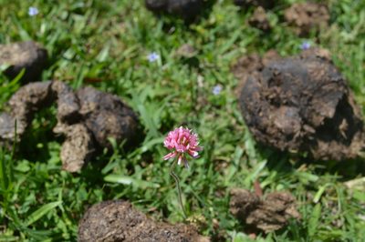 Trifolium polymorphum, photographed by mirmeleon