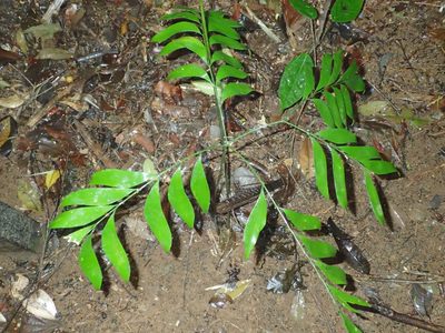 Bowenia spectabilis, photographed by Julien Renoult
