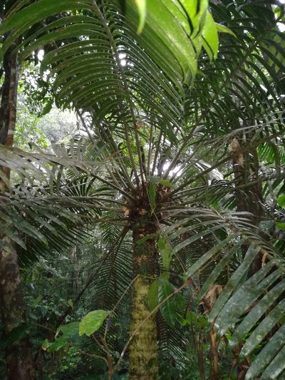 Lepidozamia hopei, photographed by Julien Renoult
