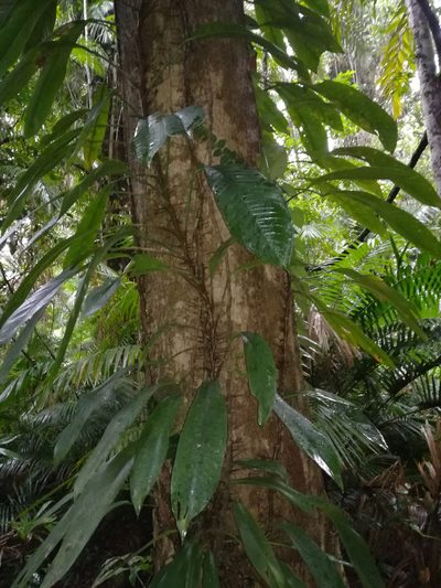 Rhaphidophora australasica, photographed by Julien Renoult
