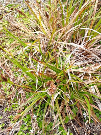 Carex chathamica, photographed by Peter de Lange
