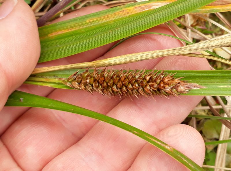 Carex chathamica, photographed by Peter de Lange